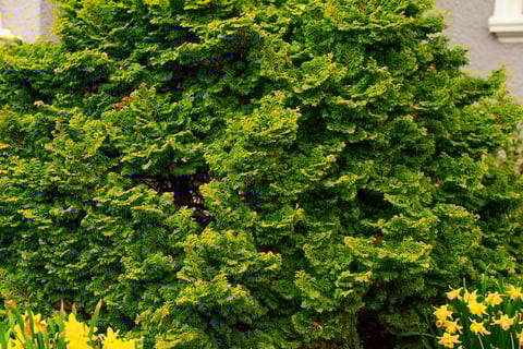 healthy evergreen shrub form