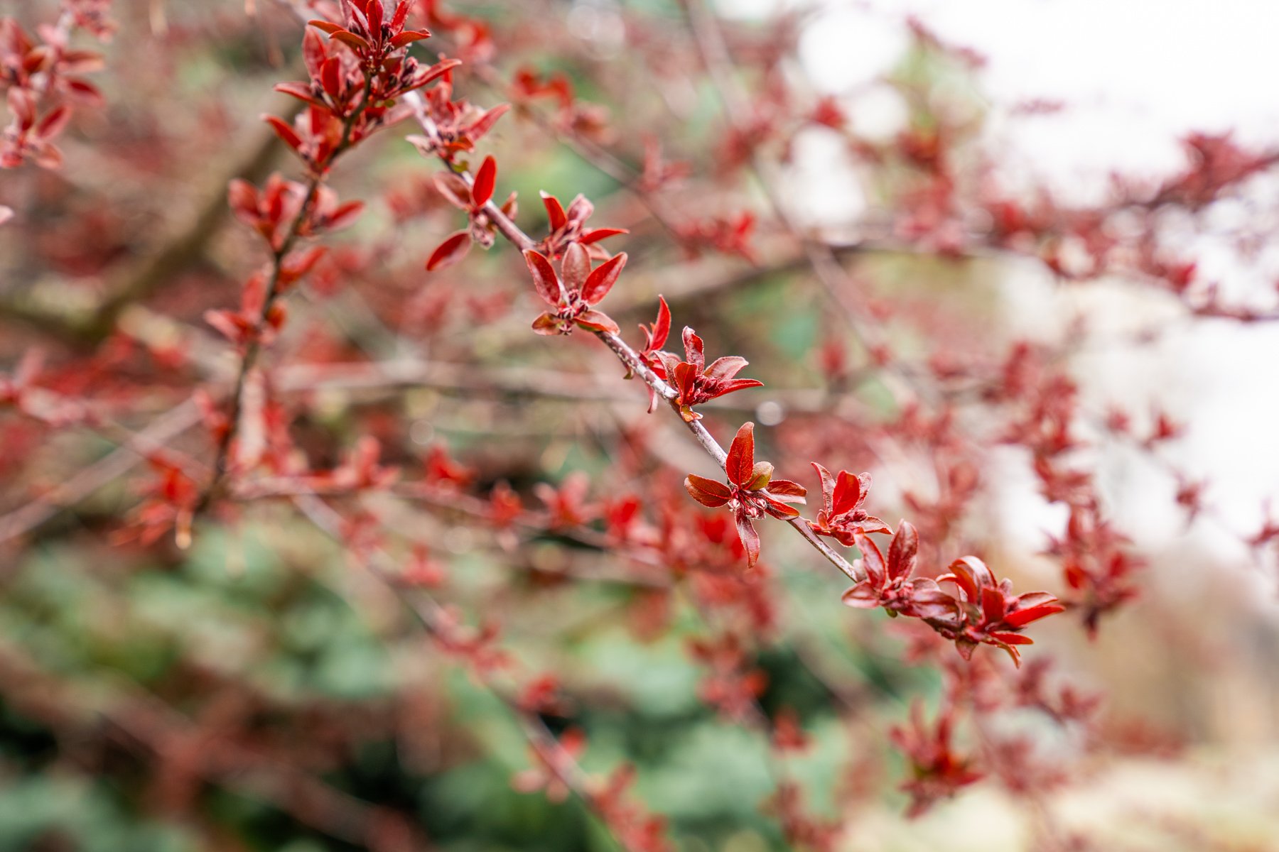 ornamental tree with new growth leafing out