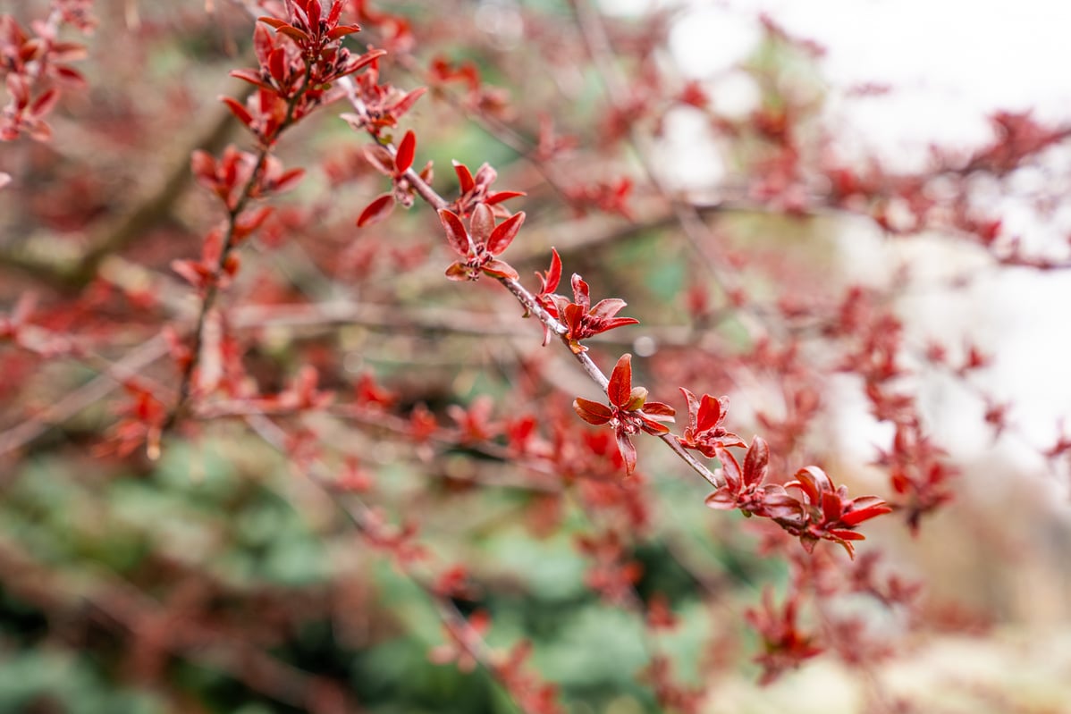 ornamental tree budding out in the spring