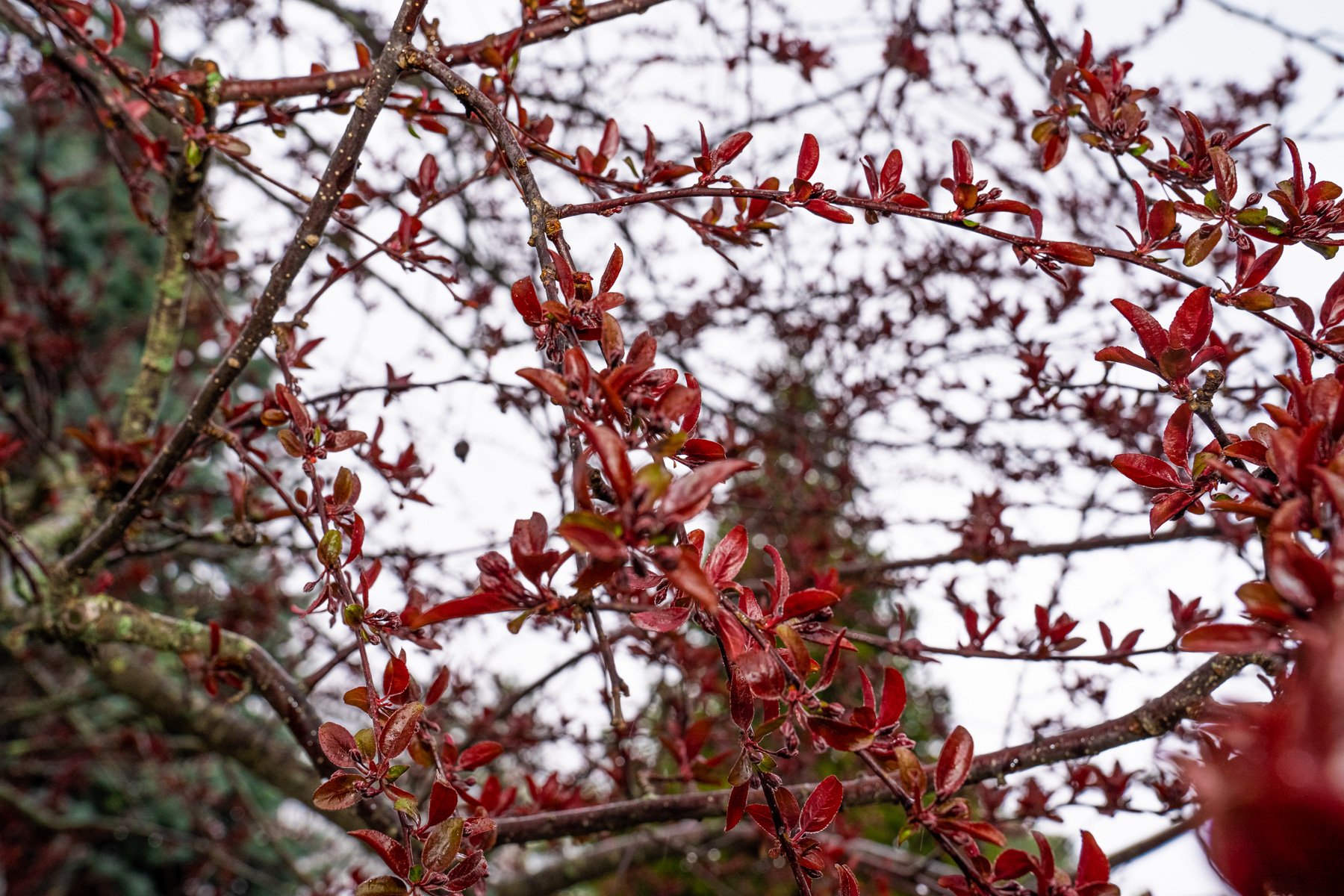new leaf growth in the spring