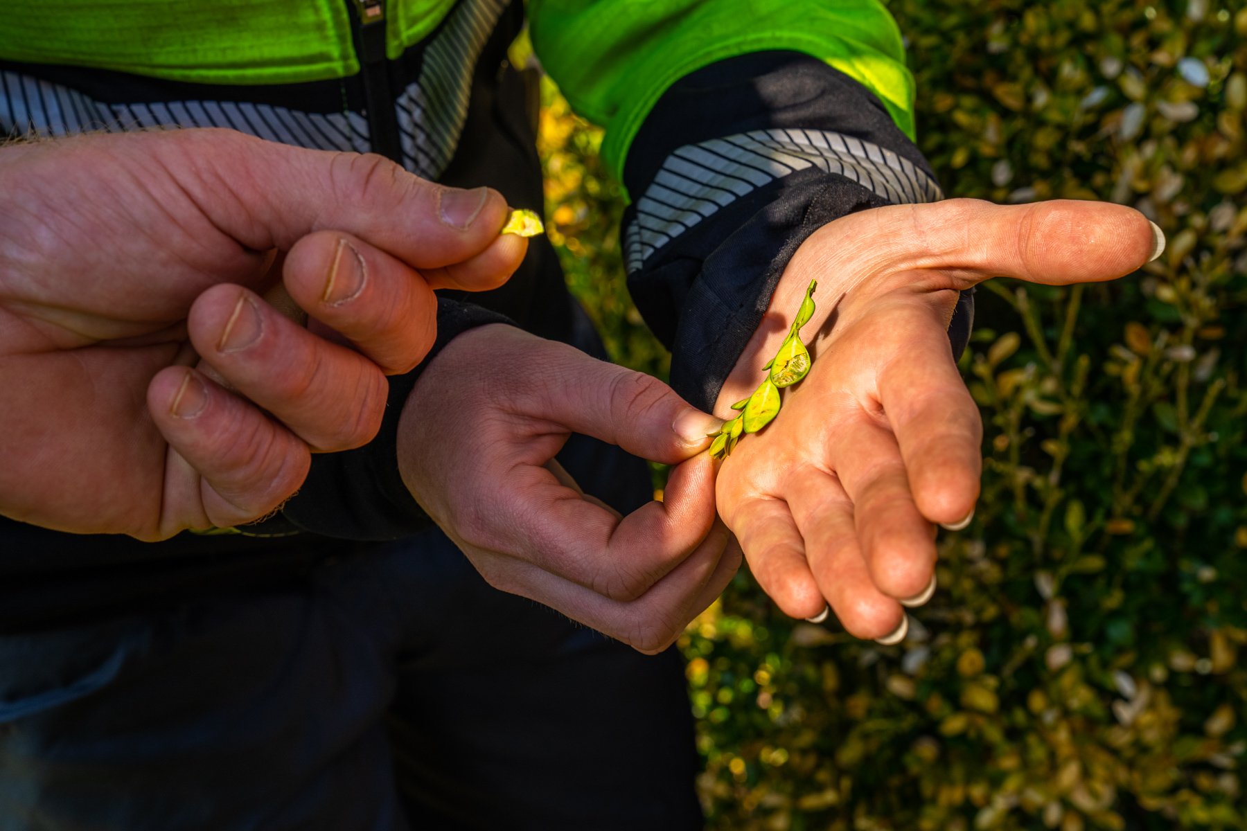 inspecting leaves for diseases like powdery mildew