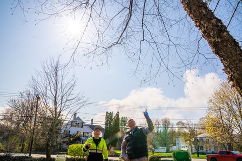 inspecting a tree canopy for dead branches