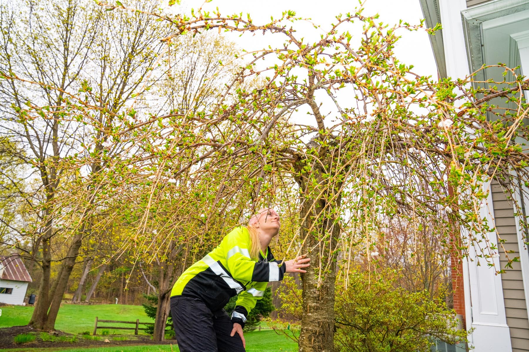 plant health care tech preparing for fertilizing a flowering tree