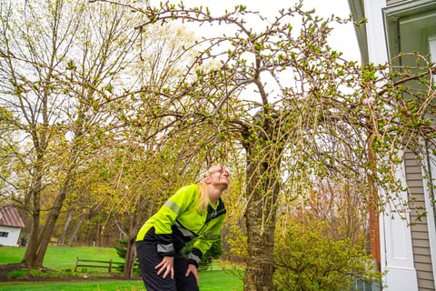 Technician inspecting tree