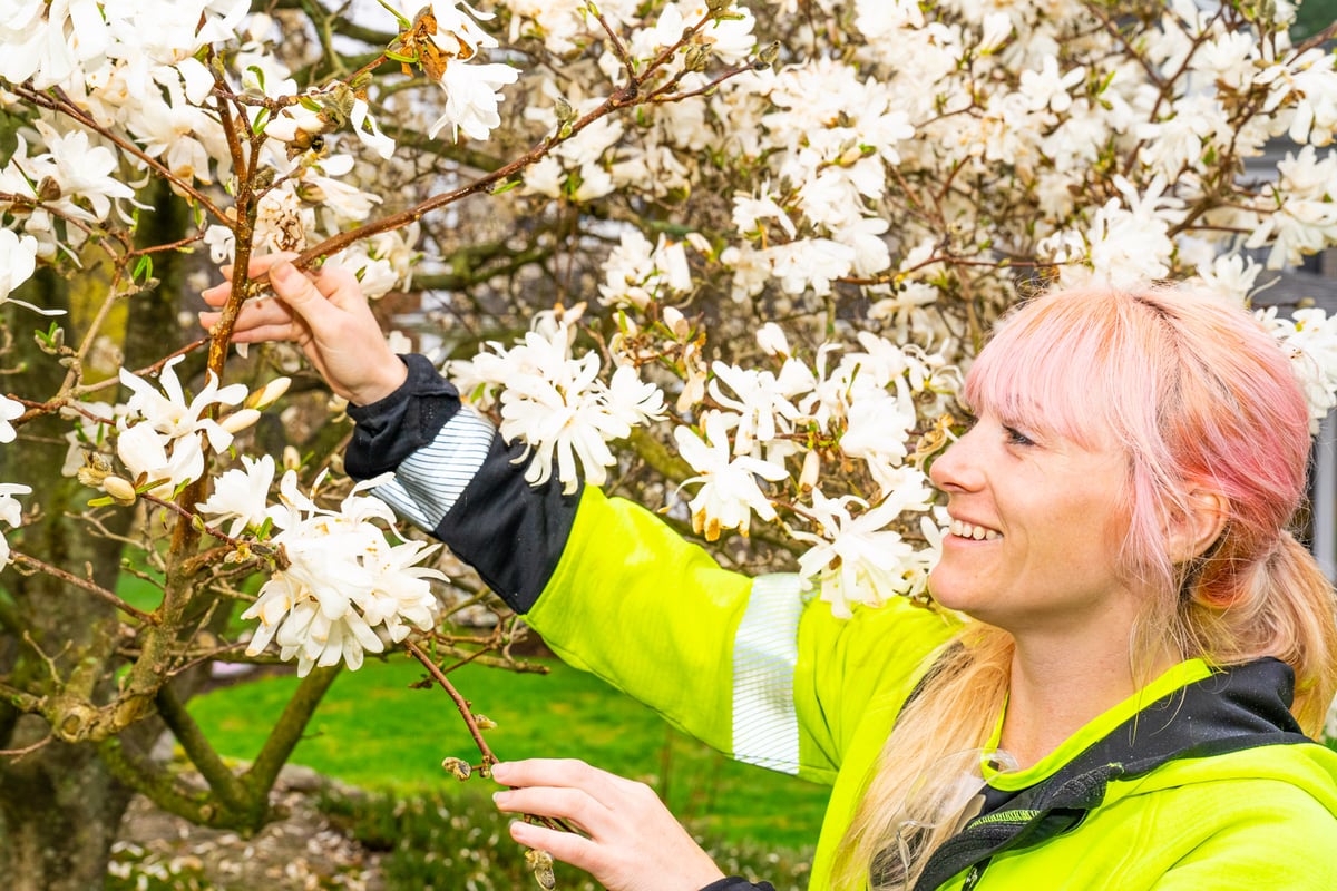 plant health care technician inspects flowering tree