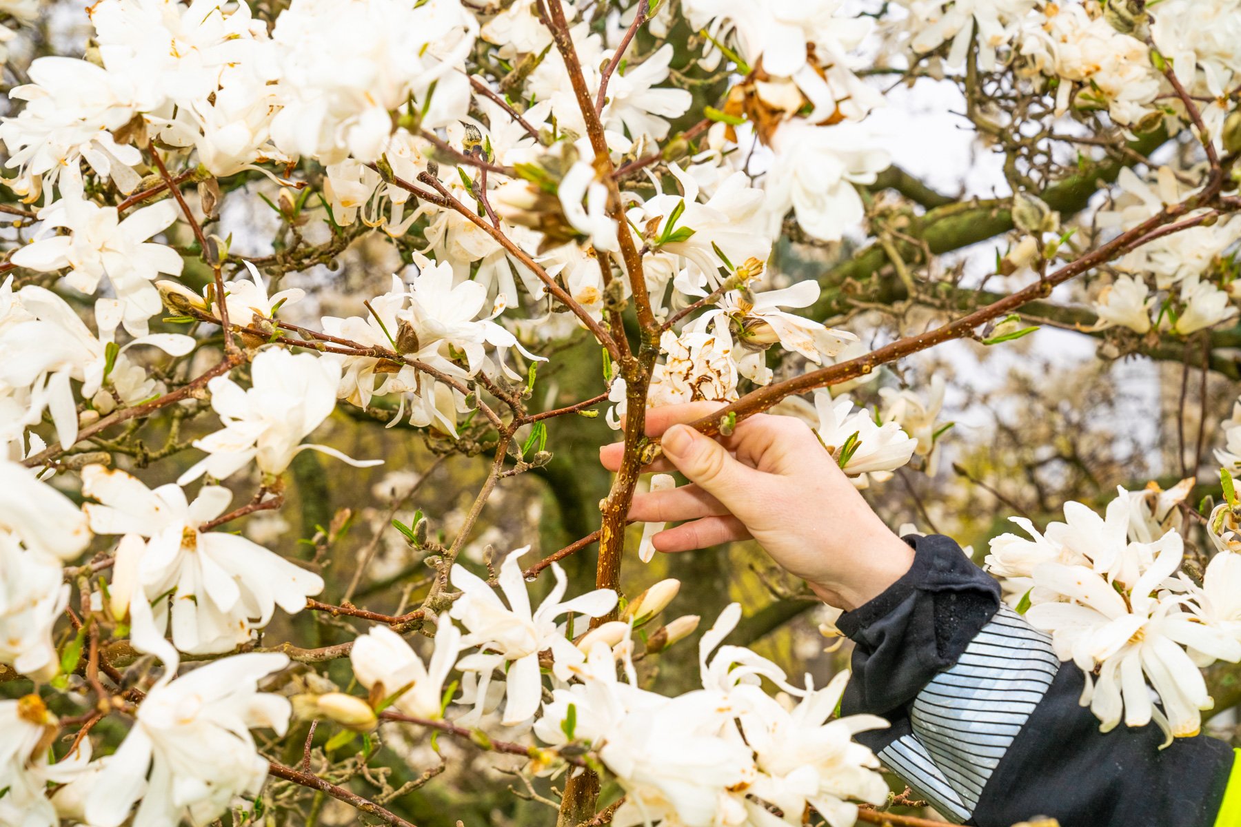 plant health care can result in more blooms