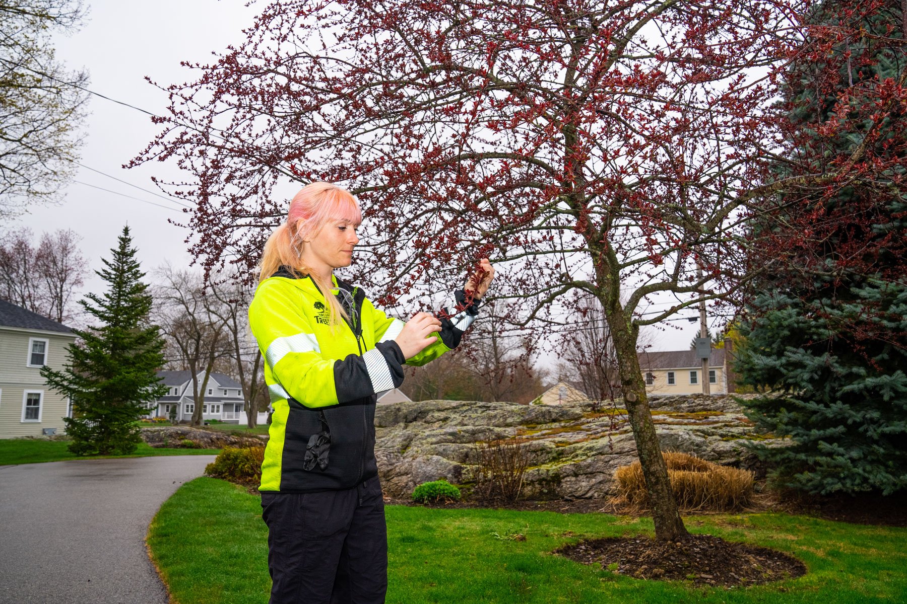 inspecting a japanese maple tree a common source of surface roots