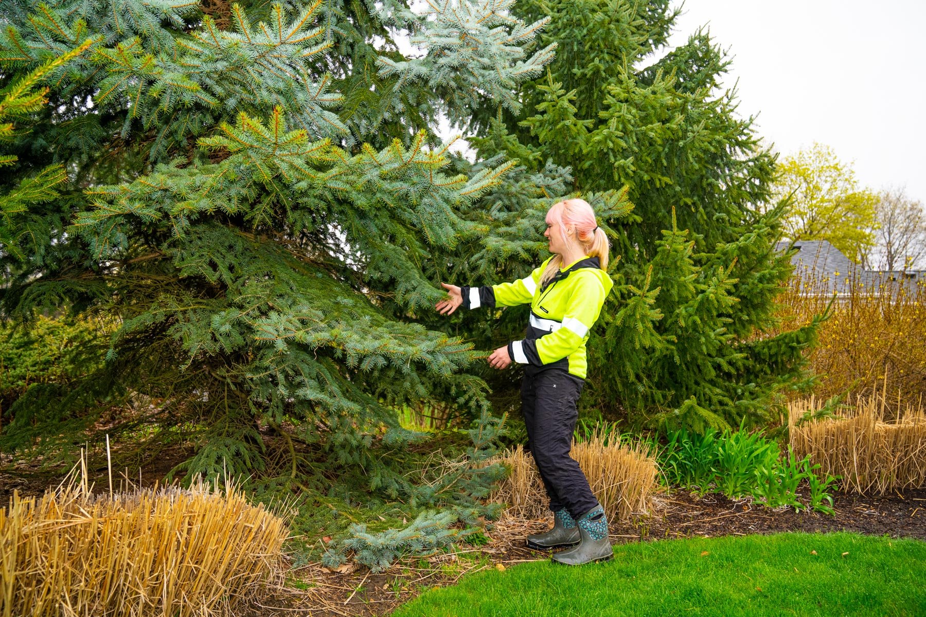 arborist inspecting an evergreen for health issues