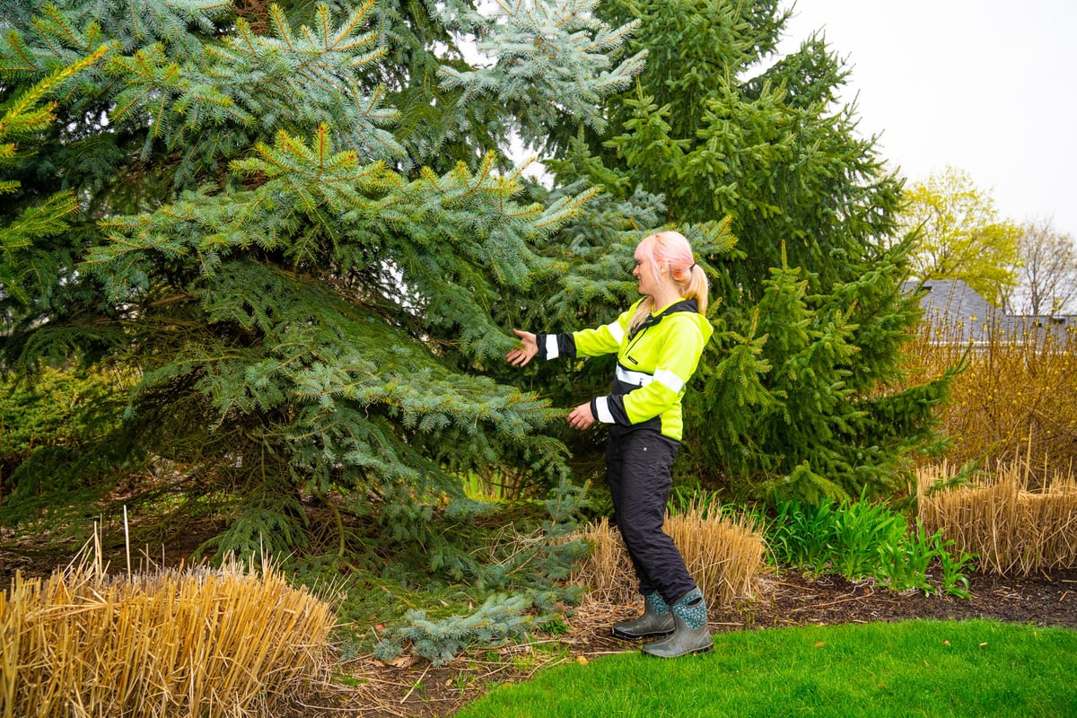landscape expert inspects evergreen tree