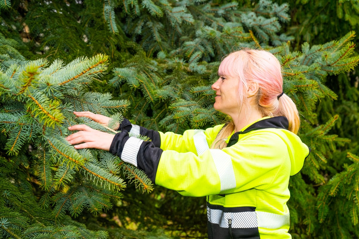 tree care expert inspects evergreen