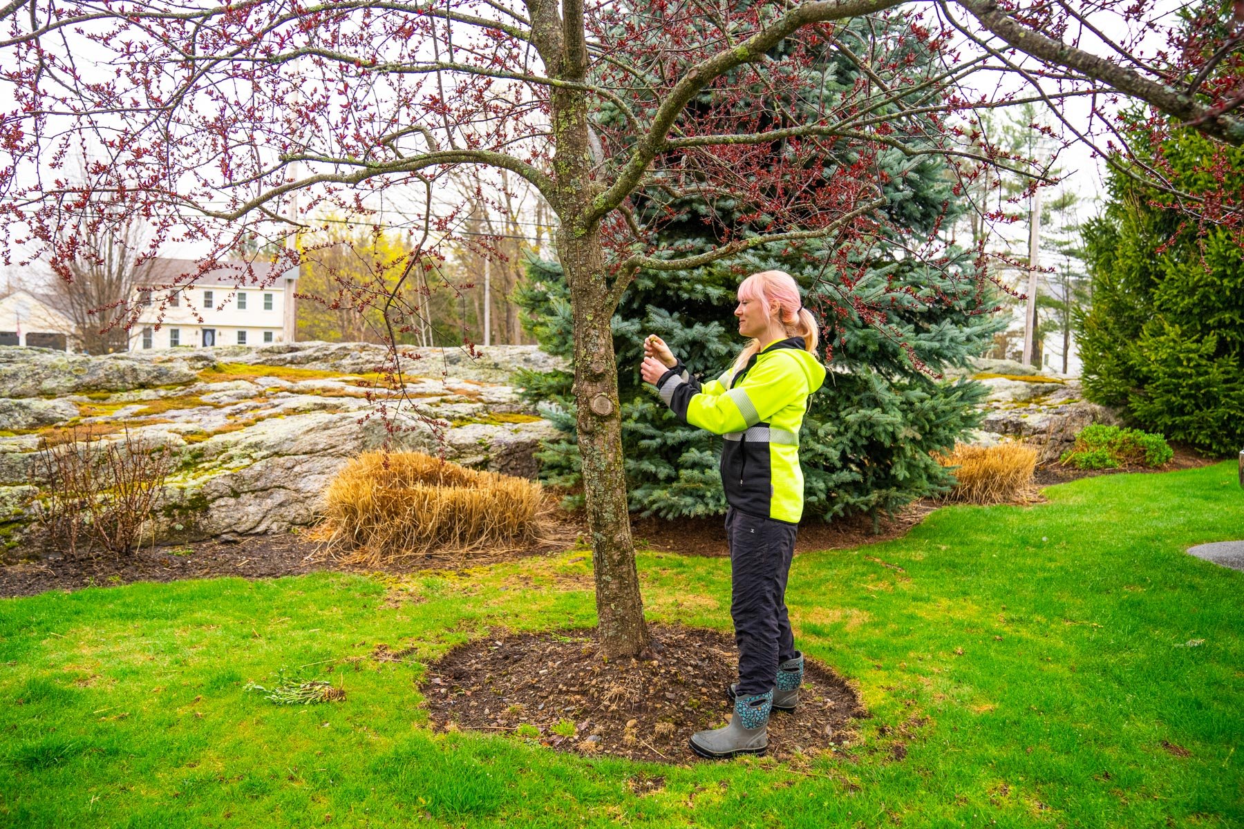 tree care tech inspecting a young tree for branches to prune