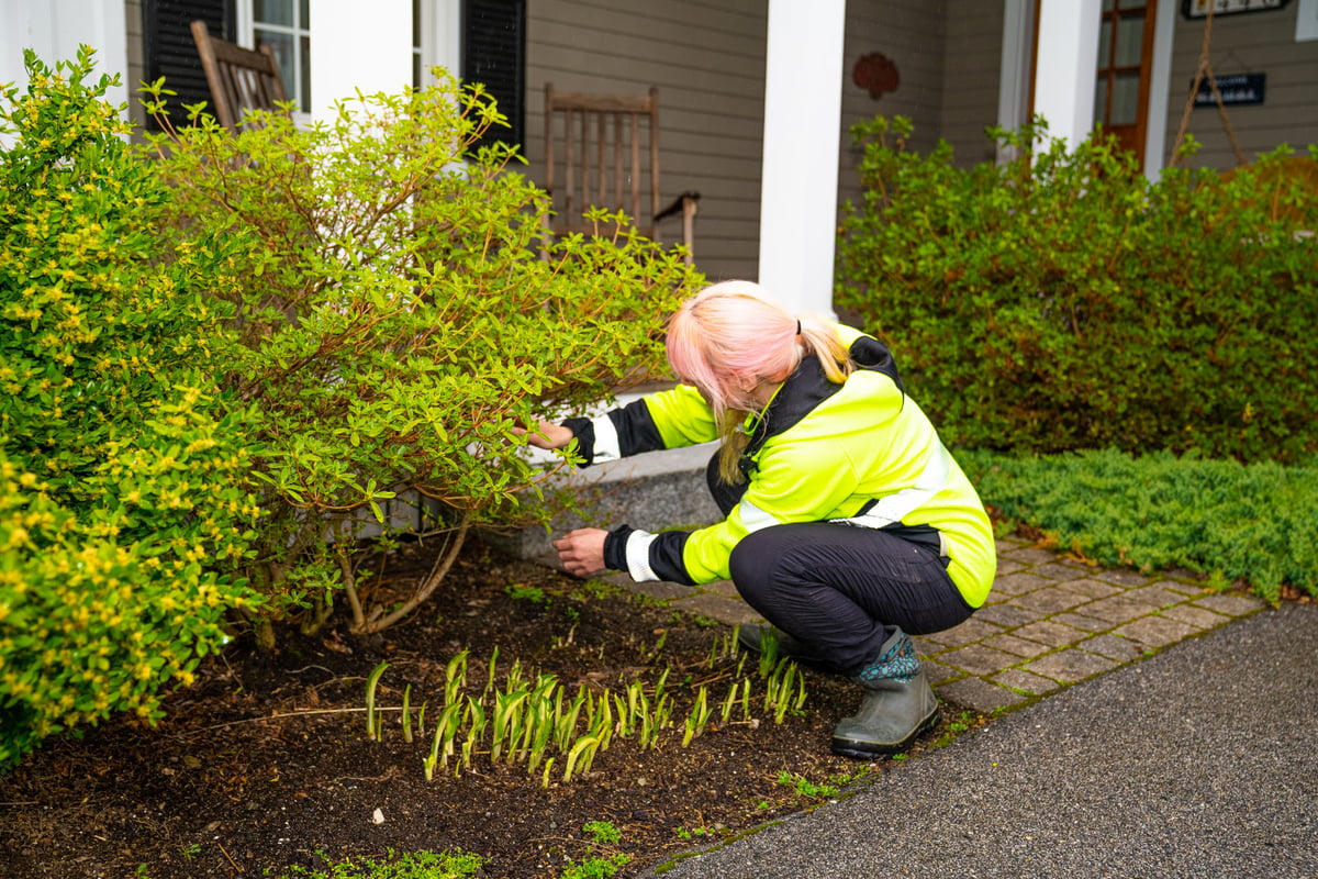 plant health care technician inspects shrub