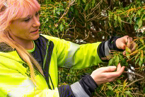 plant health care expert inspects tree