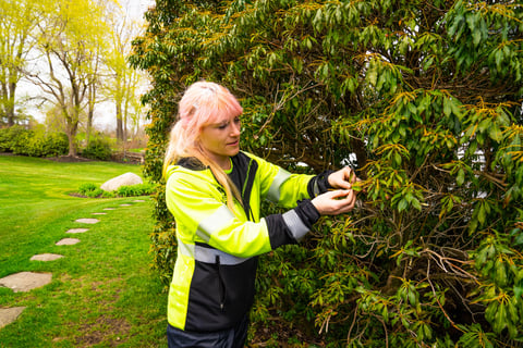 plant health care technician inspects tree