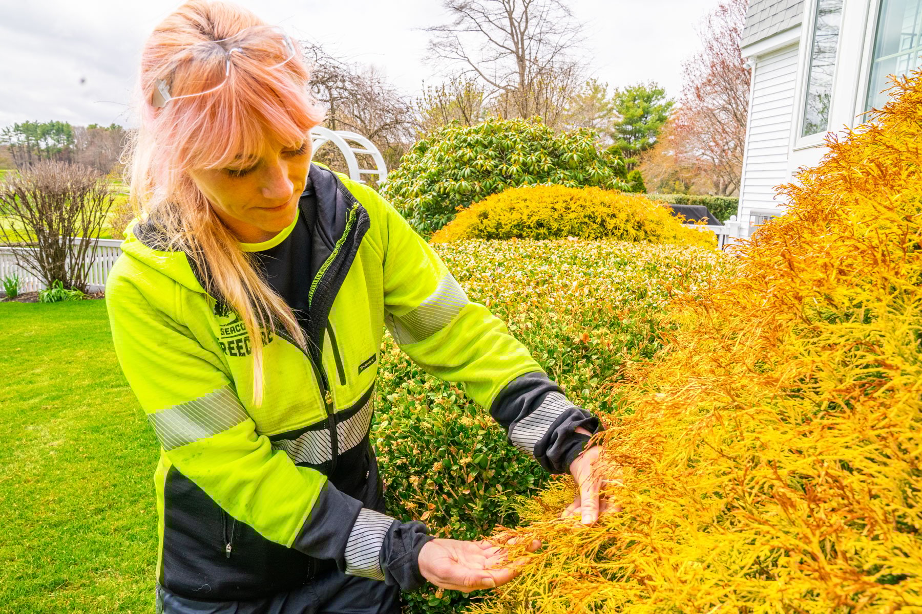 plant health care technician saving tree
