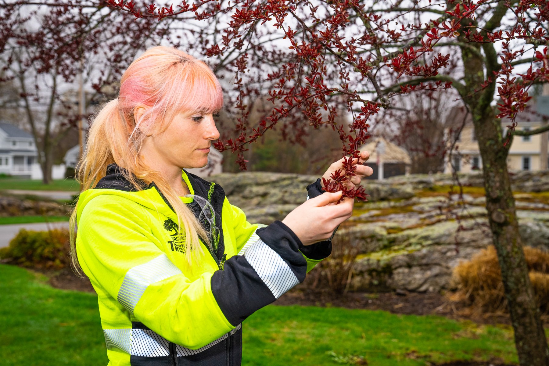plant health care tech inspecting leaves for signs of pests and disease