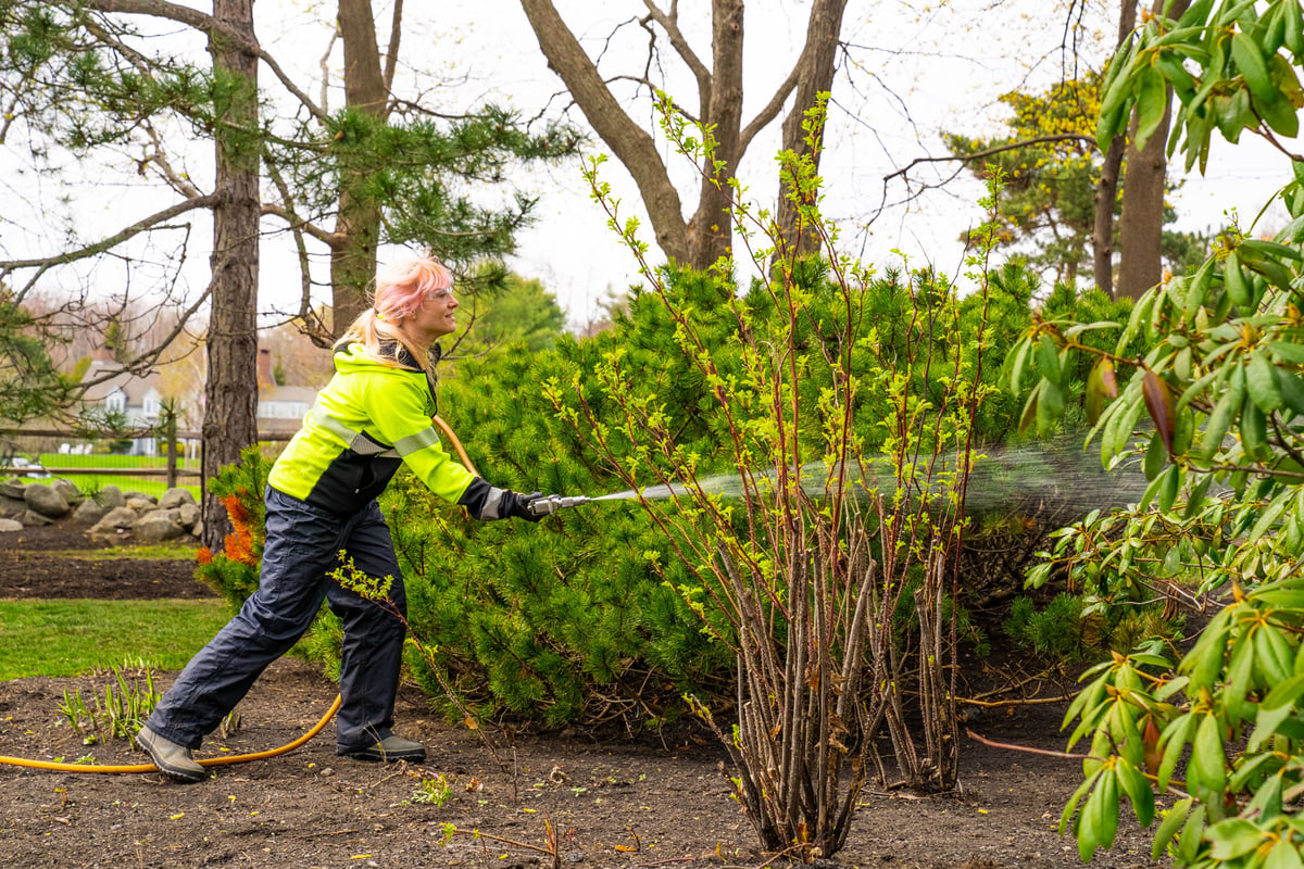 plant health care technician spraying bushes