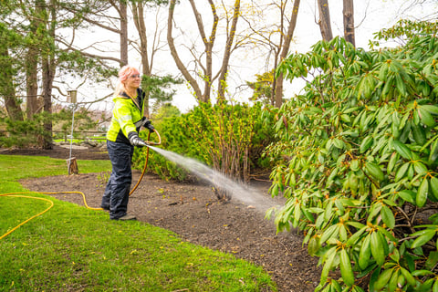 plant health care tech spraying dormant oil on shrubs