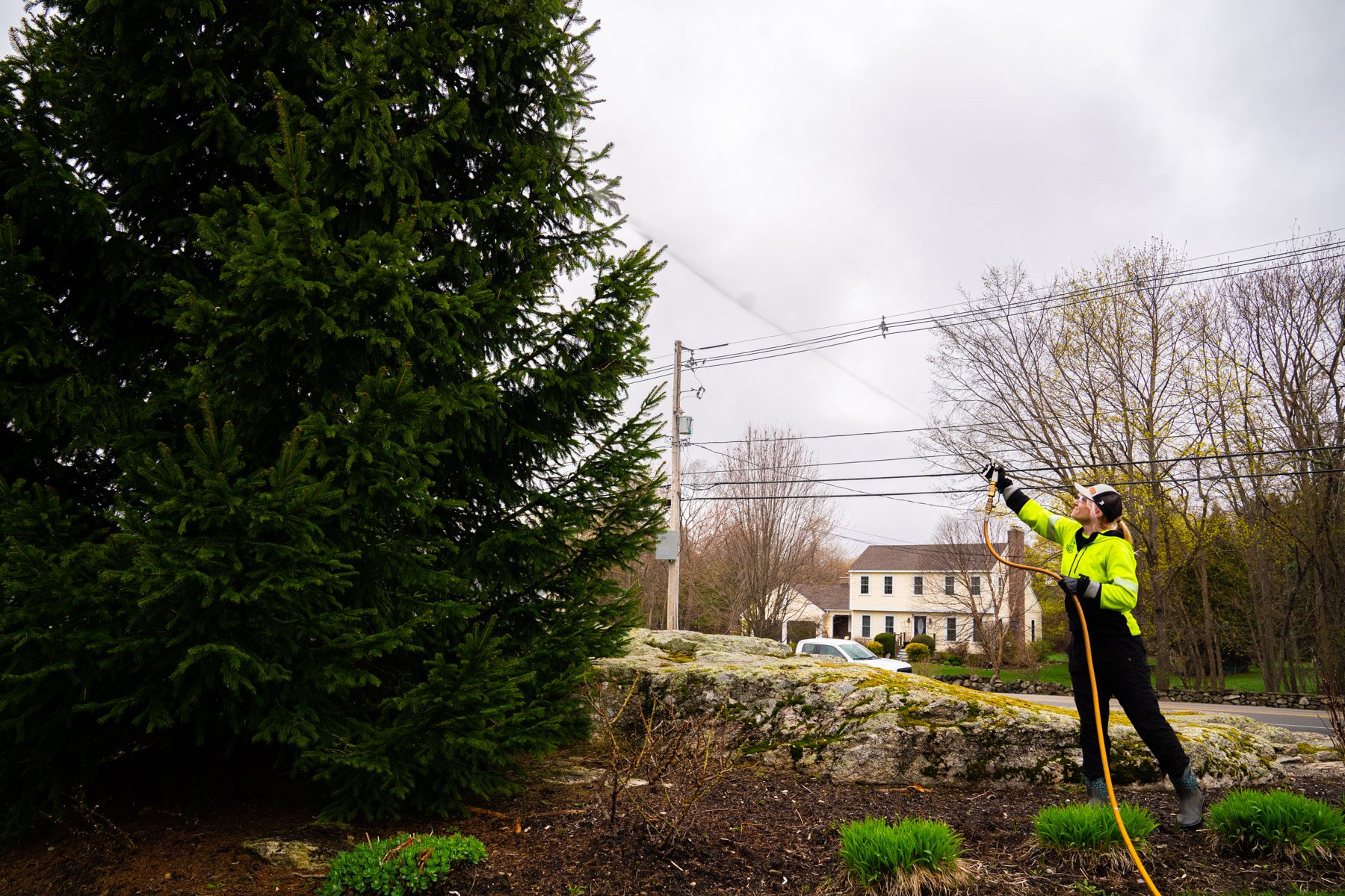 even larger trees can benefit from horticultural oils