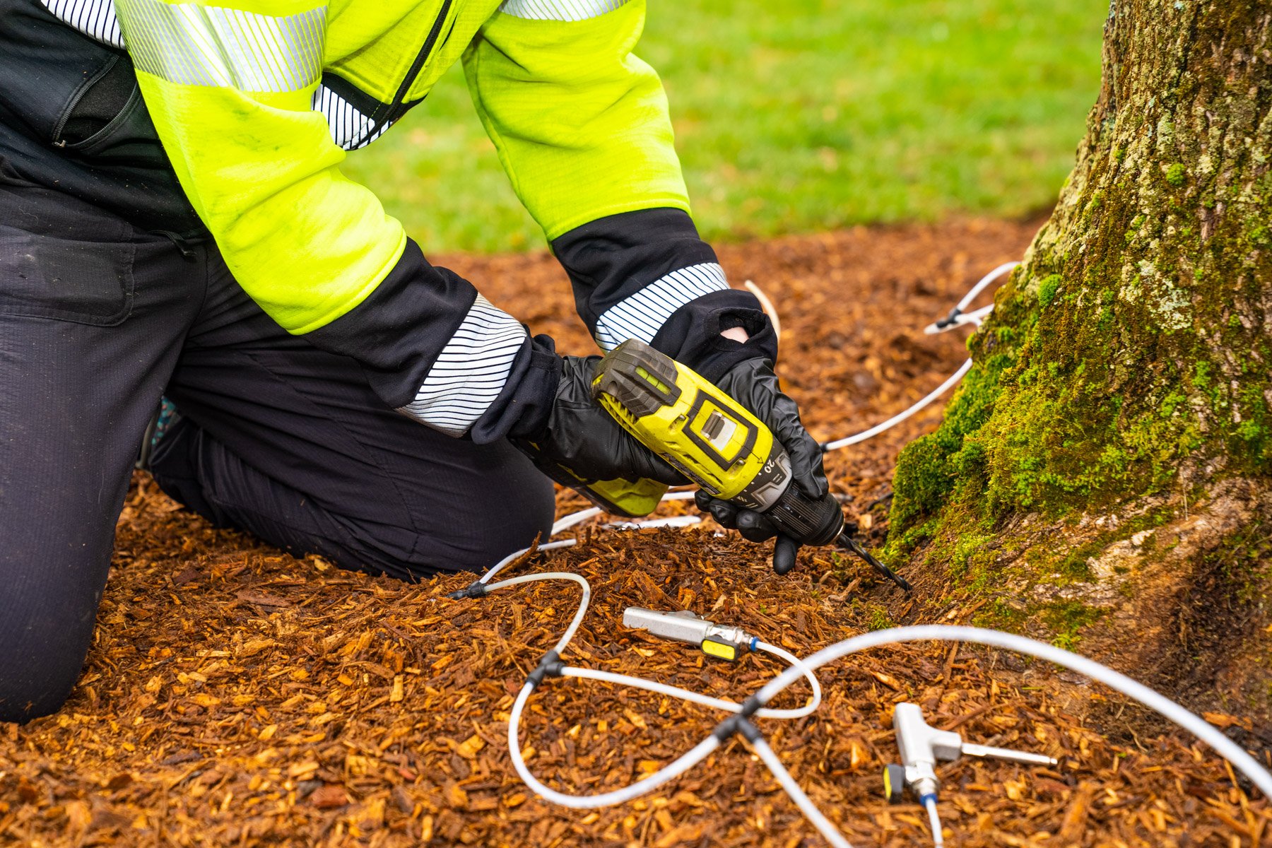 plant health care expert drills hole for tree injection