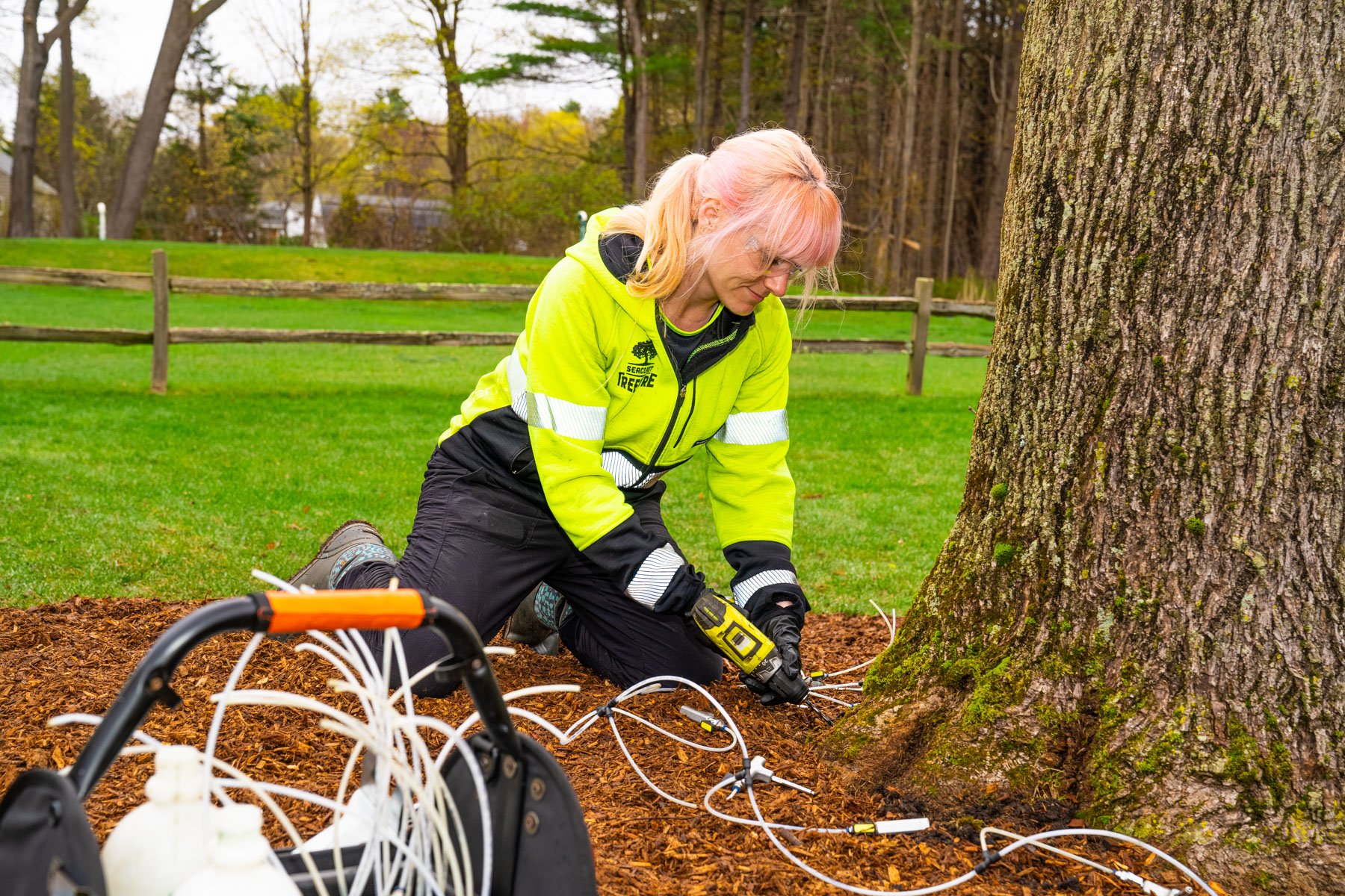 plant health care technician puts tree fertilizer at trunk