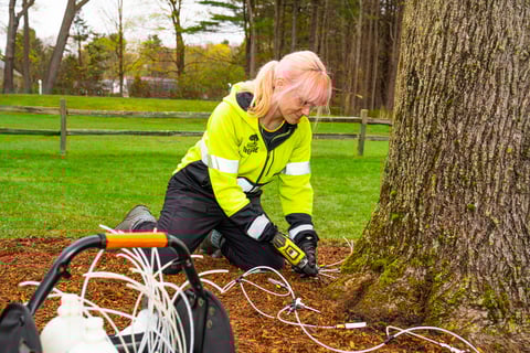 Tree care fertilizing tree