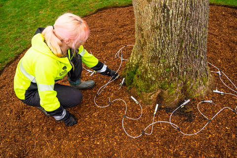 Tree being fertilized