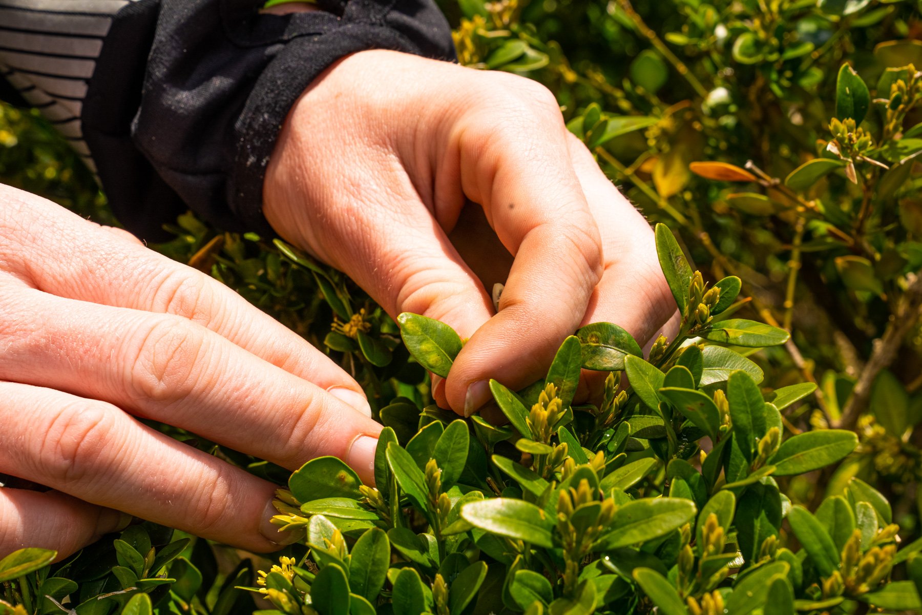 inspecting the health of shrub foliage