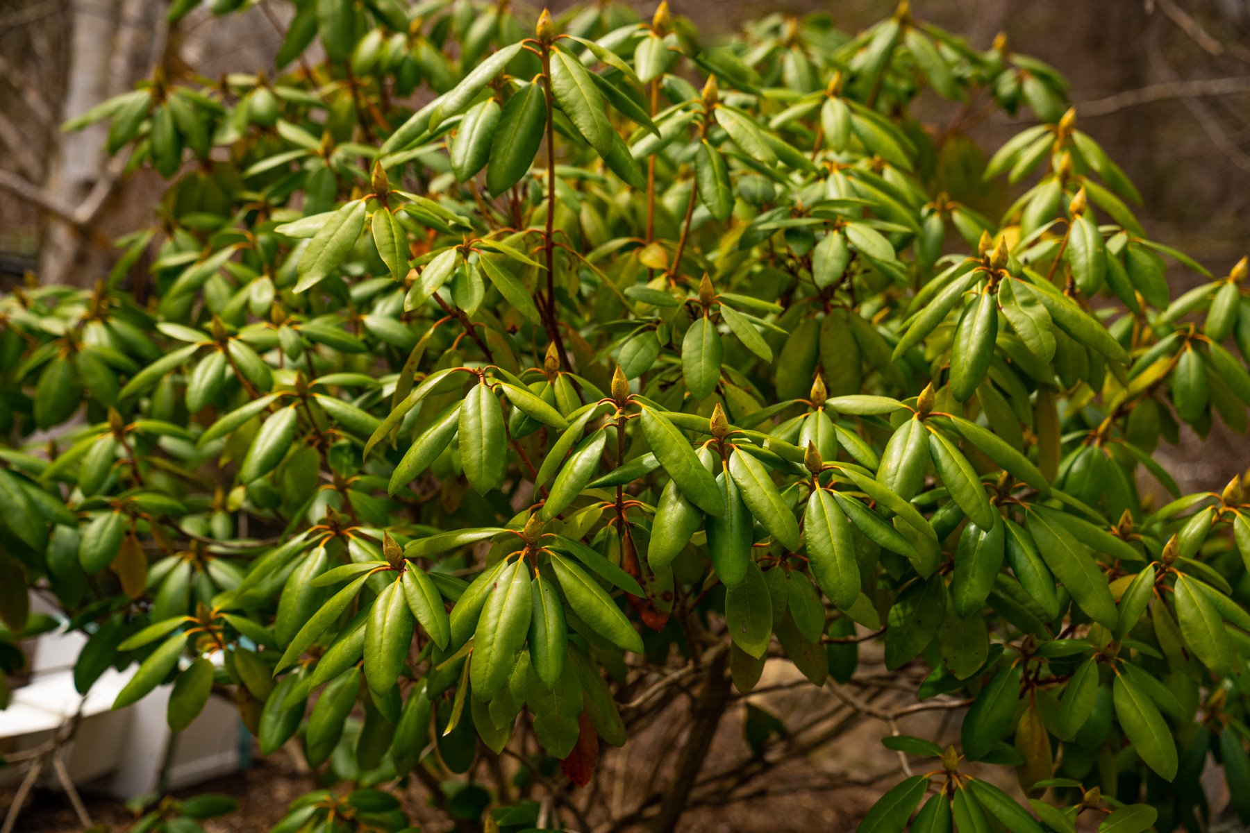 rhododendron shrub