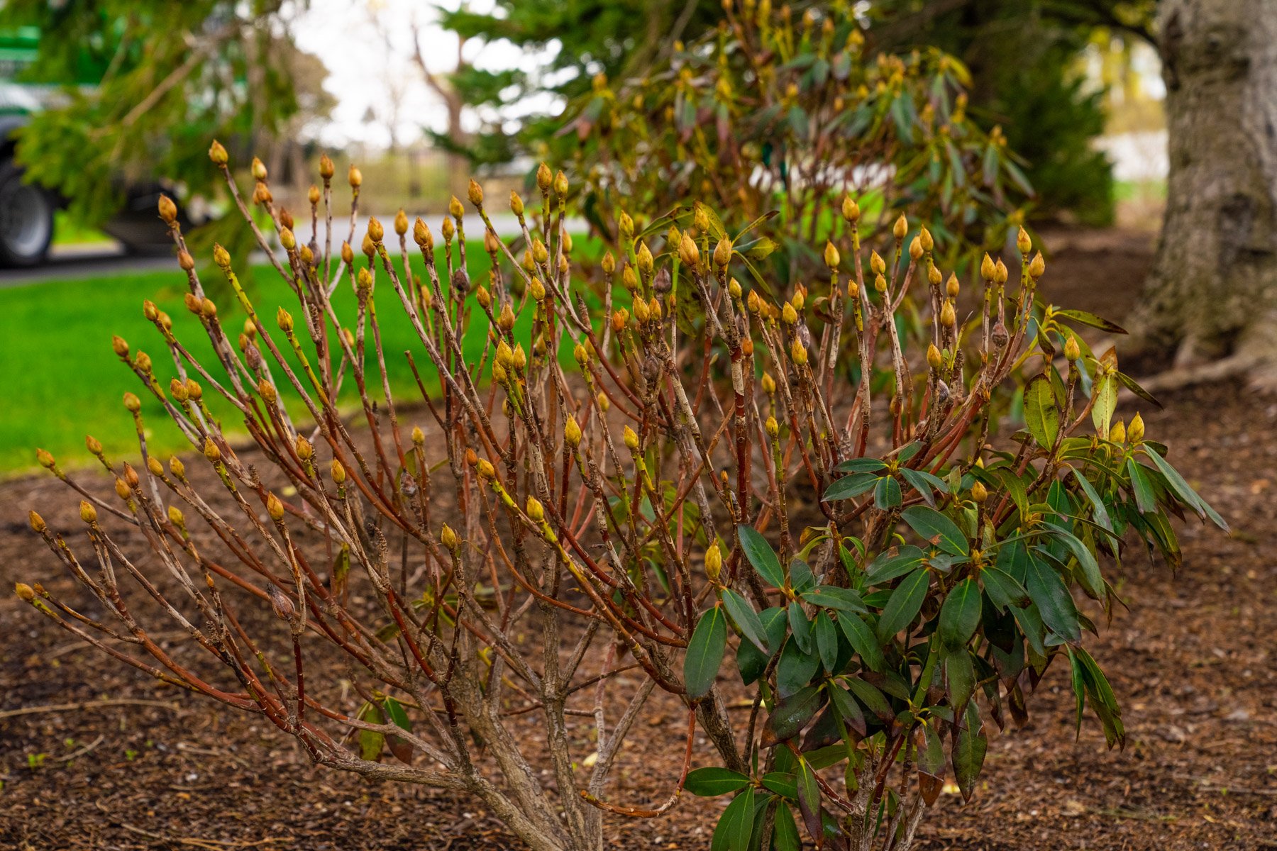 shrubs can also lose foliage during times of extreme heat