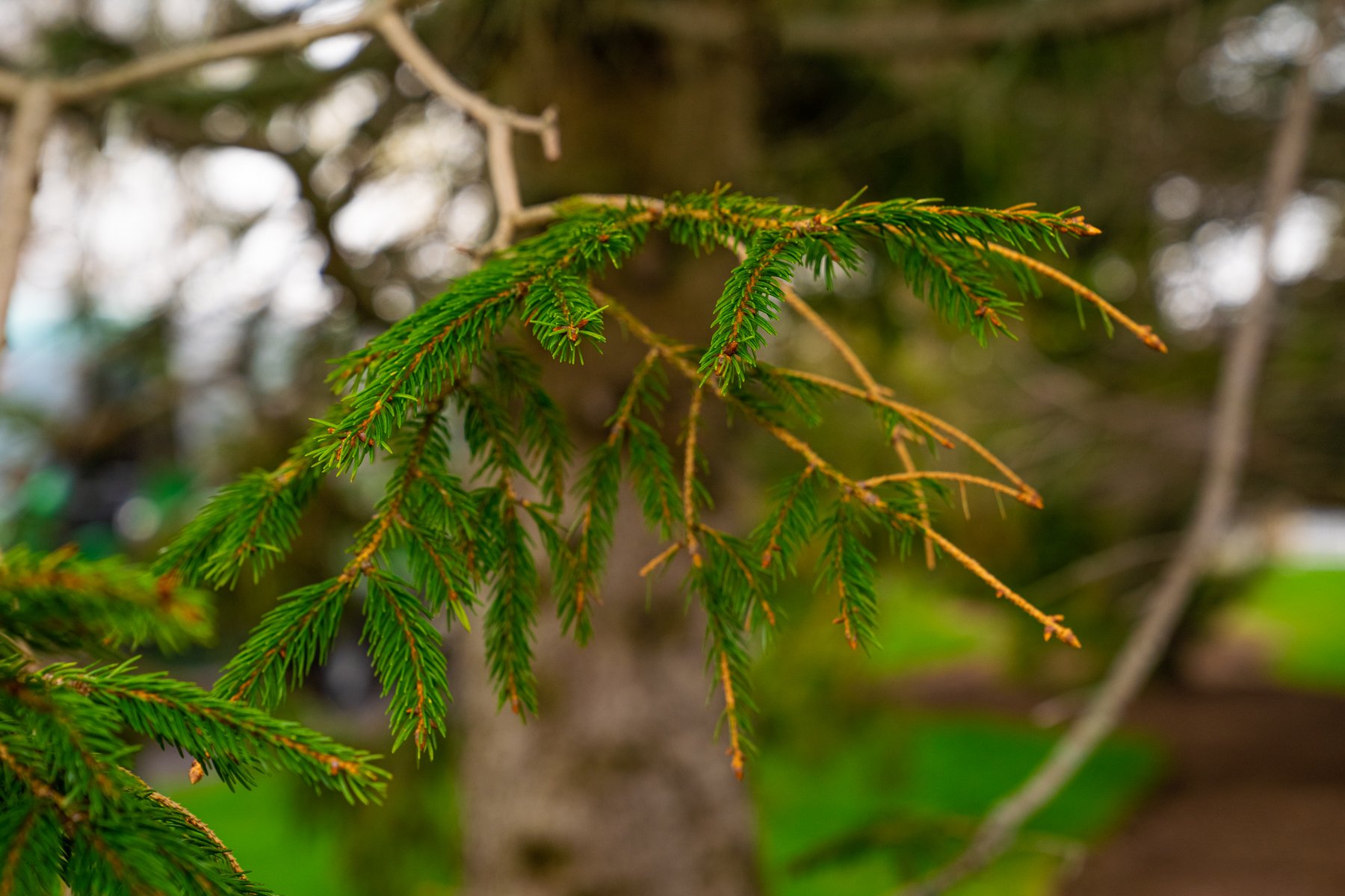 a struggling spruce branch that is losing needles, possibly due to underwatering