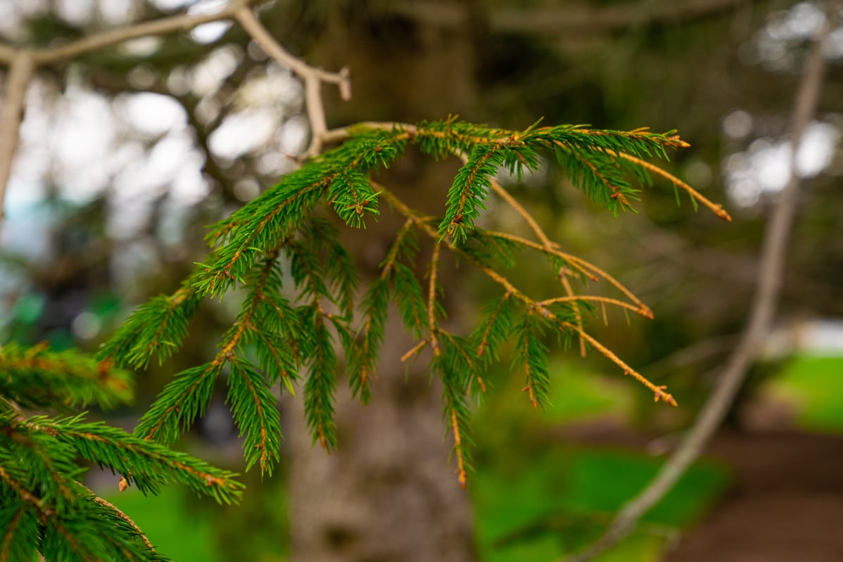 diseases can effect evergreen and deciduous tree foliage