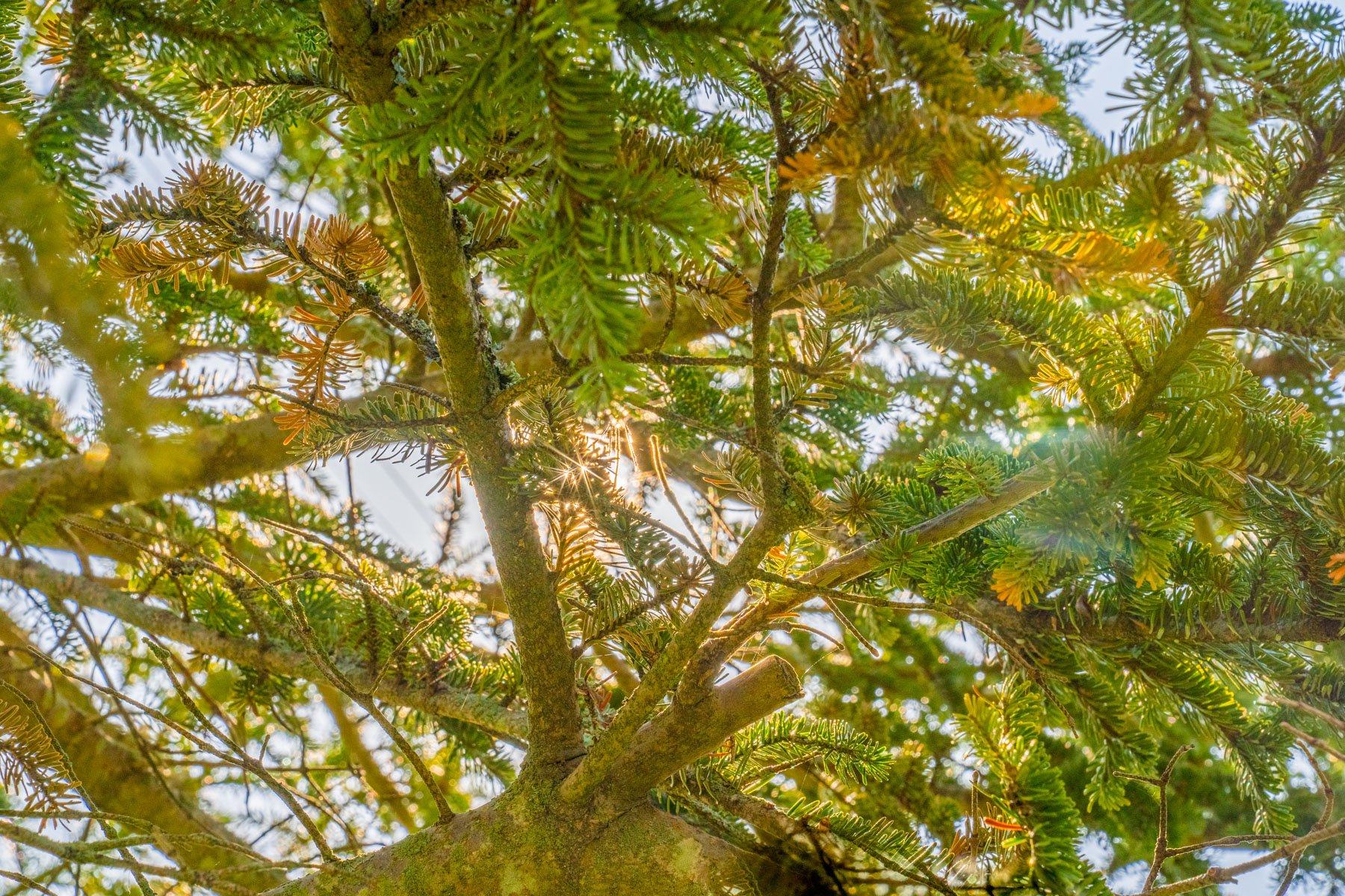 evergreen canopy with some yellowing and browning needles visible