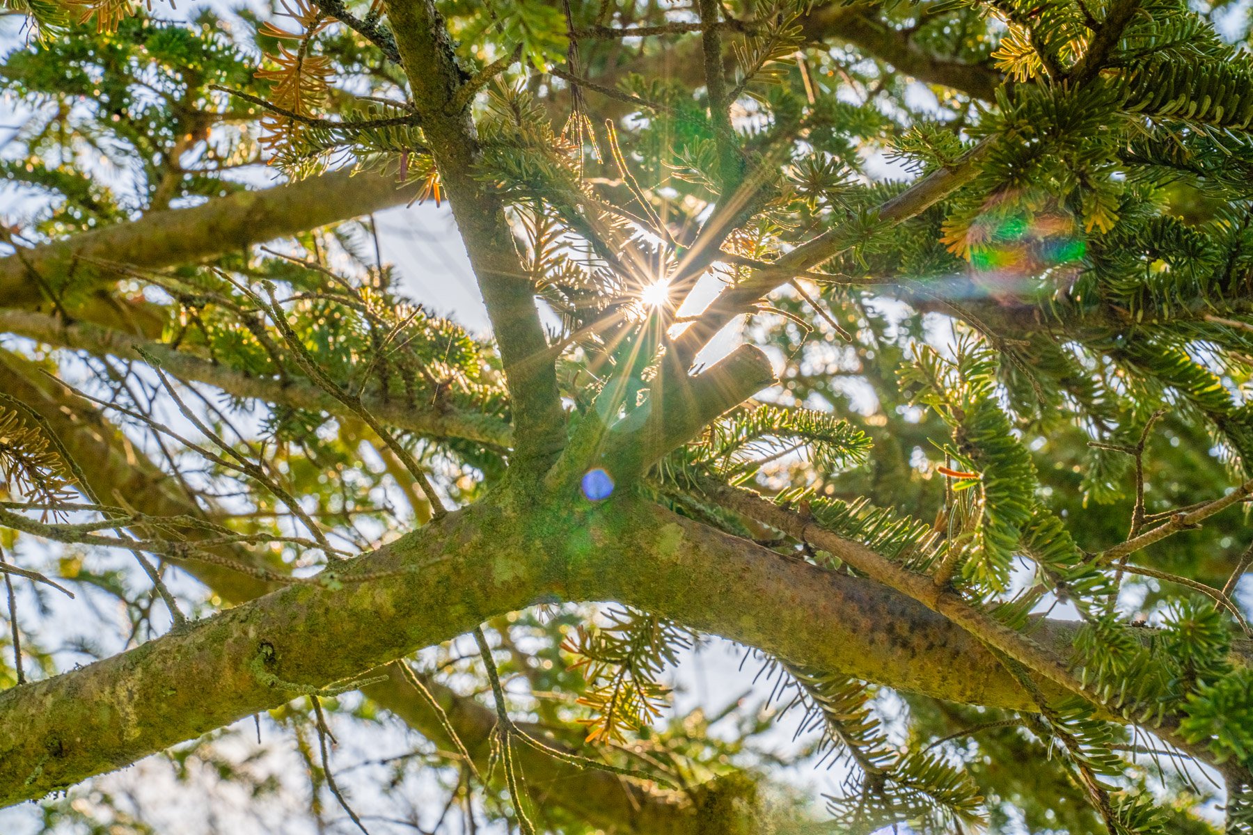 a thinner canopy allows for more light and less humidity