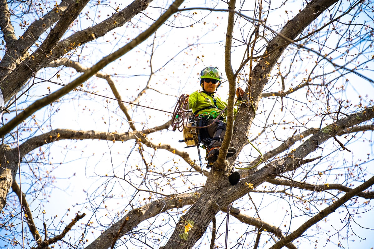 tree care expert climbing tree