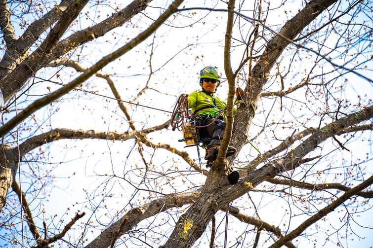 tree care expert climbing tree to prune