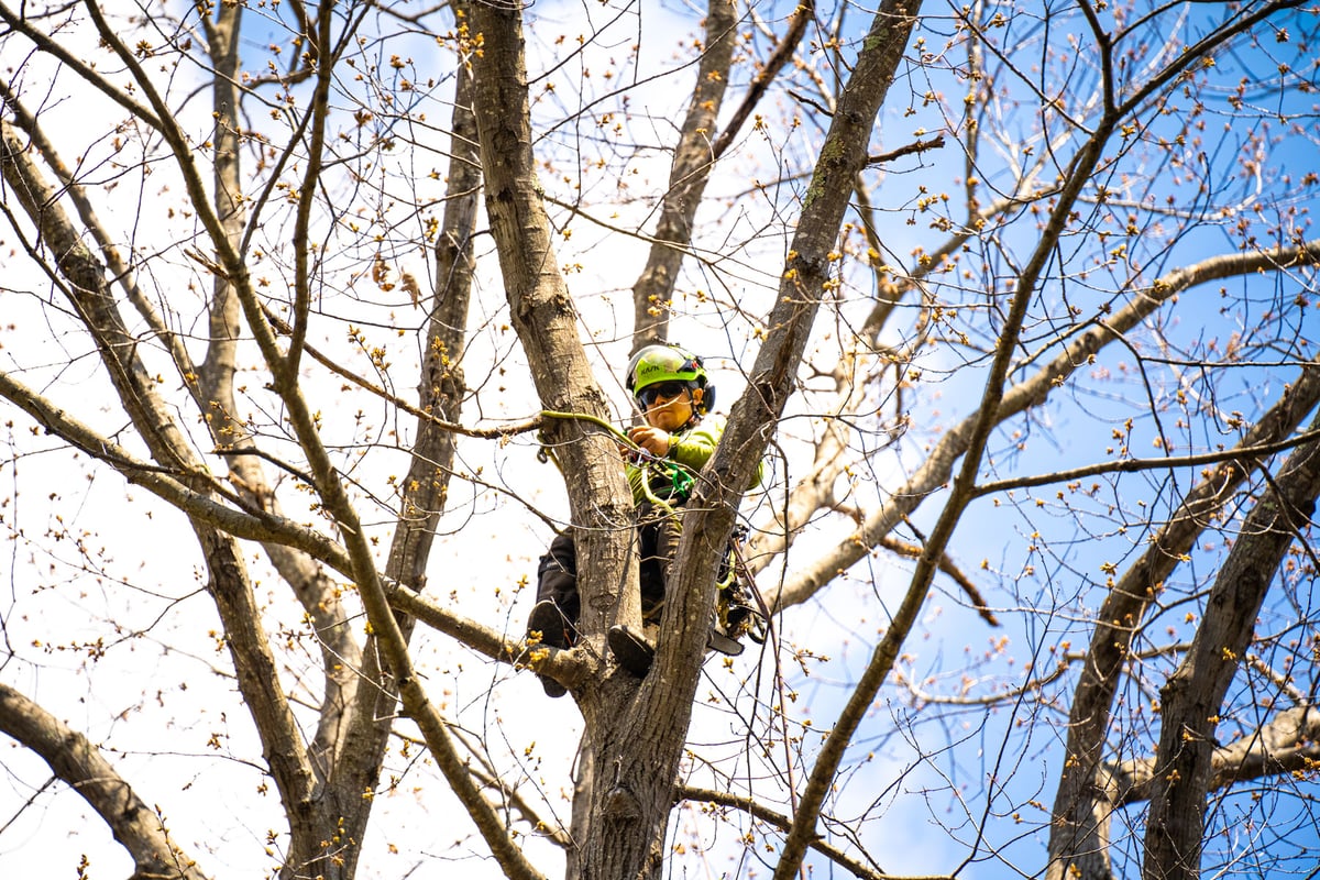 tree climber pruning large limb