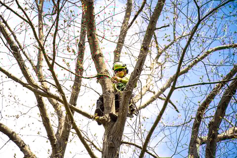 professional pruning tree