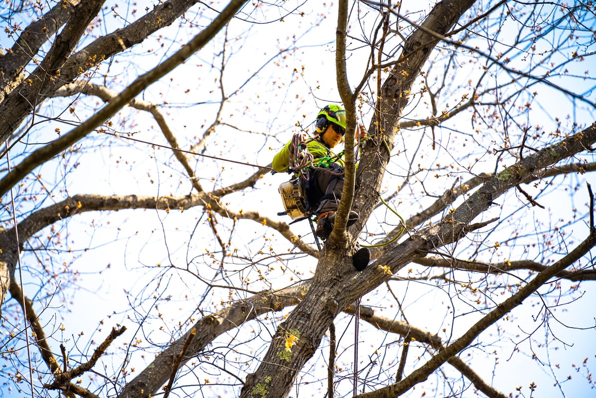 tree care crew climber pruning trees