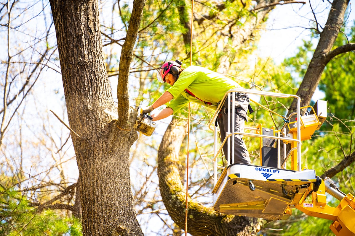 removing large branches that could damage a power line