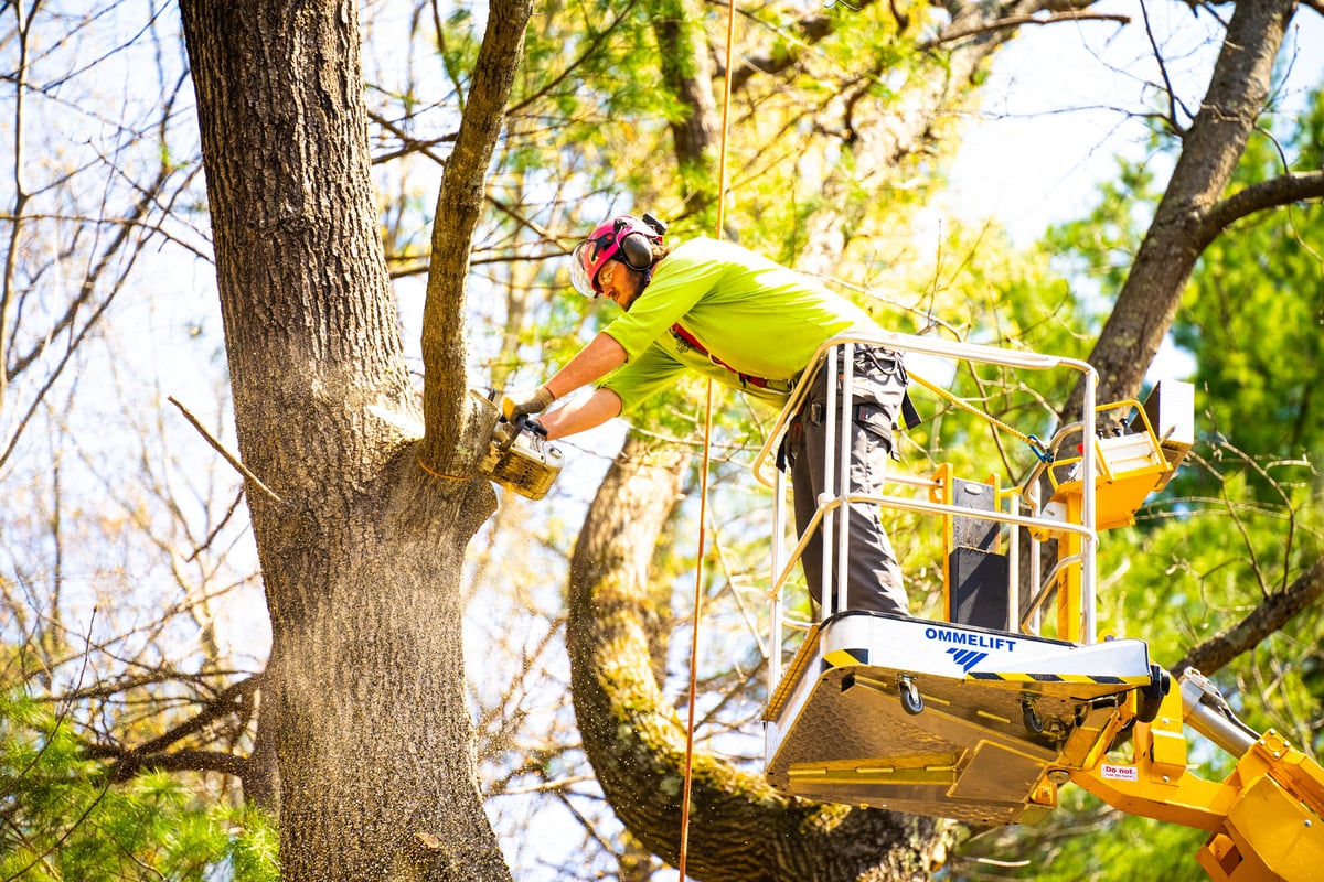 tree care expert prune tree with chainsaw in lift