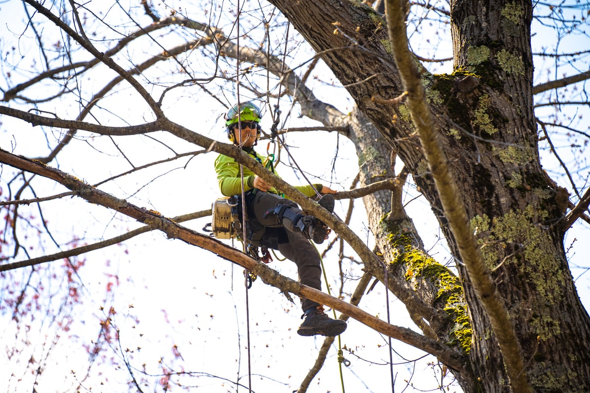 tree care service climber pruning trees