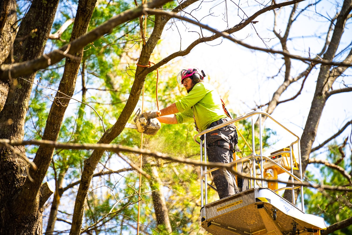 tree care expert prunes tree limb with chainsaw