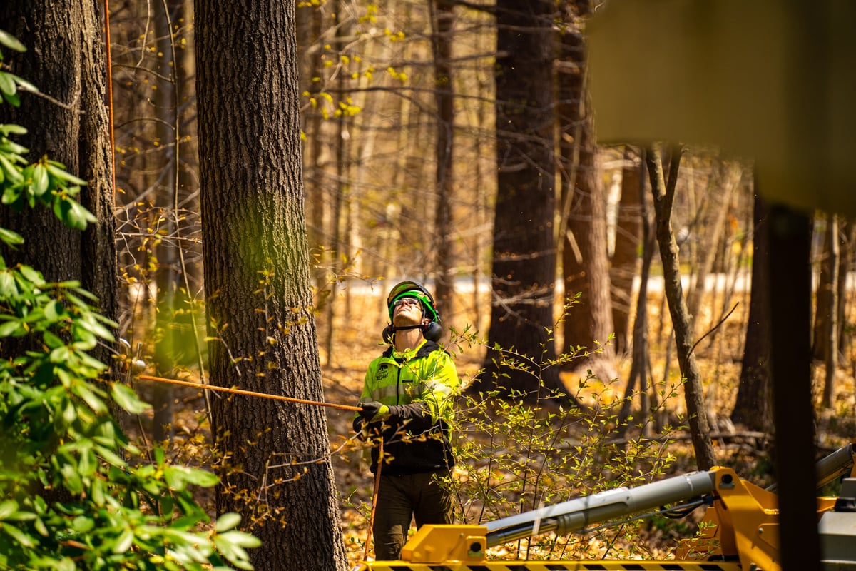 tree care technician looking up at tree