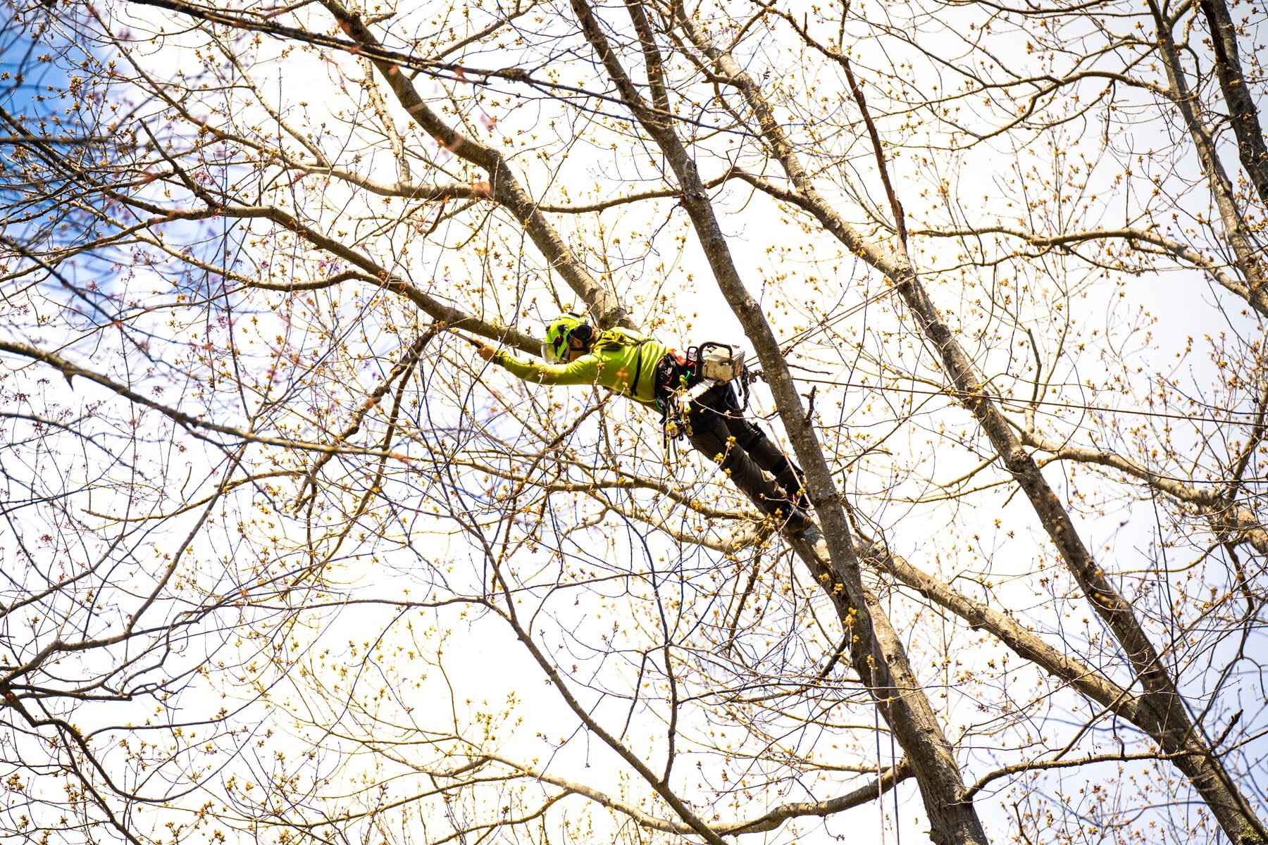 tree care service crew climbing in large tree to prune branches