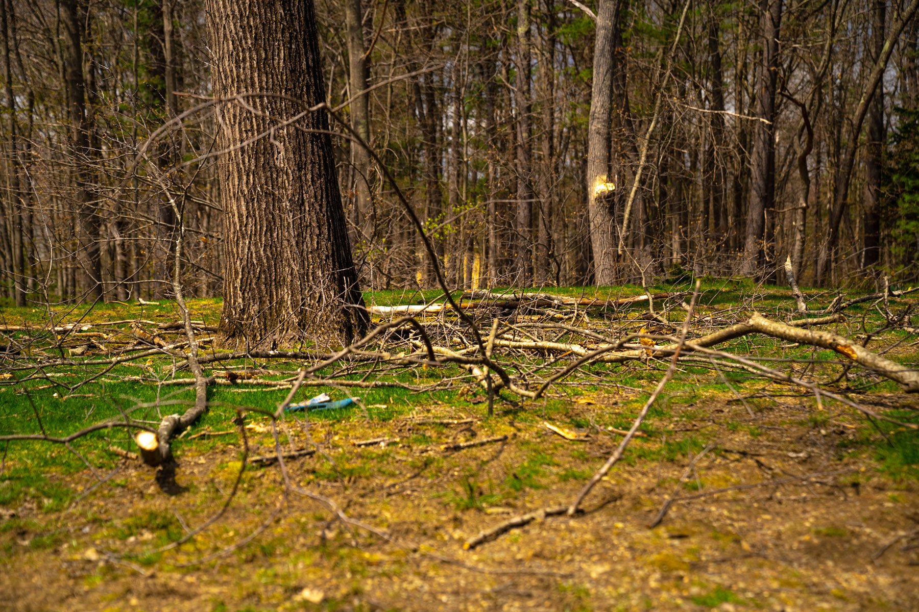 pruned branches laying on the ground