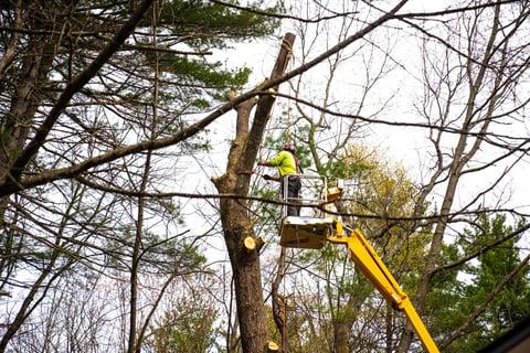 Tree care expert pruning tree