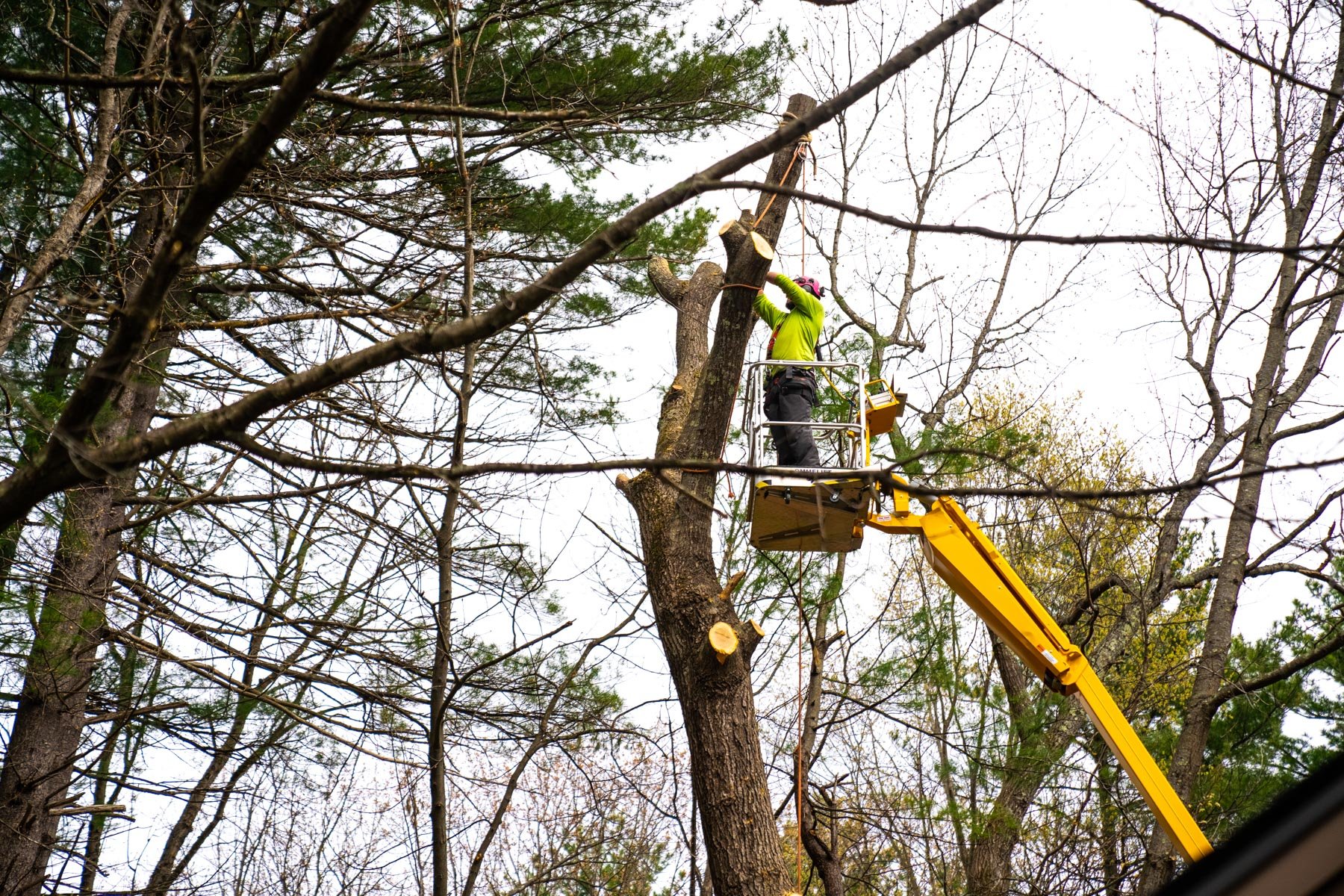 tree care expert ties rope to remove tree