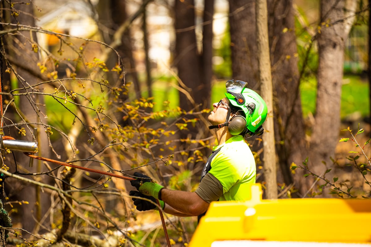 tree care expert prunes trees