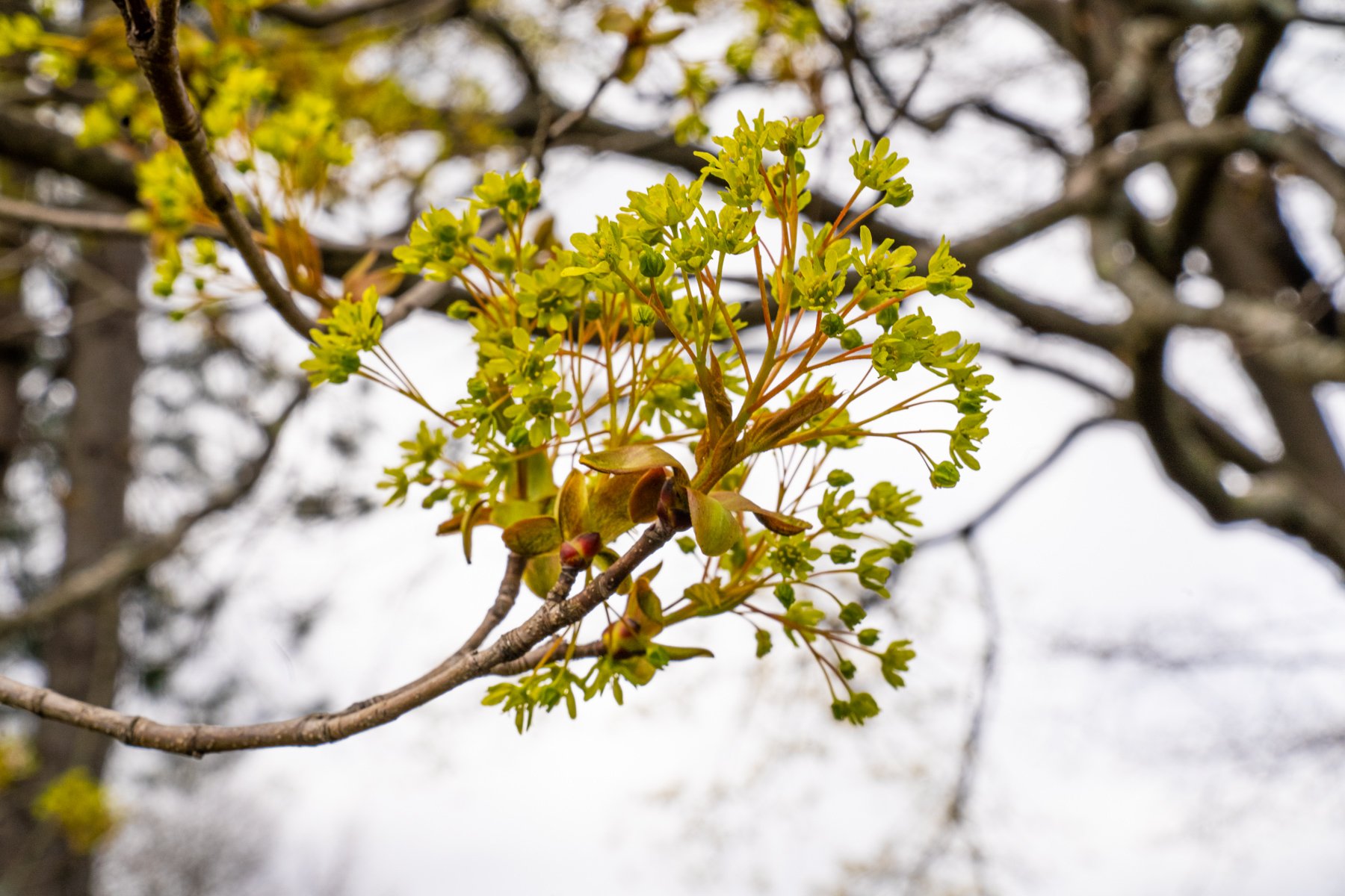 a tree shooting out new growth during the summer